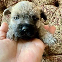 Roger - Wheaten male Cairn Terrier puppy in Hollywood, Maryland from Quiet Waters