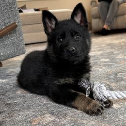 Roki - Bi-color female German Shepherd puppy in Moore, South Carolina from Von Zorhaus