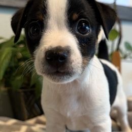 Cassian - White and black male American Hairless Terrier puppy in Visalia, California from OakSahara