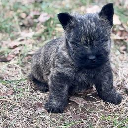 Lars - Cream brindle male Cairn Terrier puppy in Mountain Grove, Missouri from CreekTop