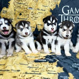 Maltese and Siberian Husky Puppies from Nyx’s Pack