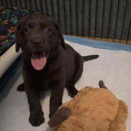 Lilo Stoner Chocolate girl - 6387 - Chocolate female Labrador Retriever puppy in Brandywine, Maryland from QVR Labradors and Leonbergers