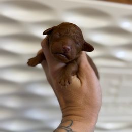 Goldendoodle Puppies from Kendall’s Kennel