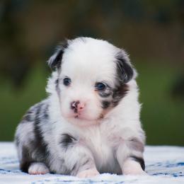 Paddington - Blue merle male Miniature American Shepherd puppy in Chocowinity, North Carolina from Foxtail Hollow