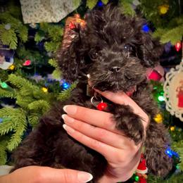 Cinder - Black female Cavapoo puppy in Auburn, California from Gold Country Doodles