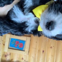 Australian Labradoodle Puppies from GorgeousDoodles