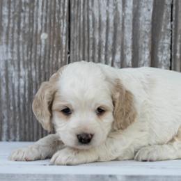 Sweetheart - Buff and white female Cockapoo puppy in Seattle, Washington from Sweet Home Doodles