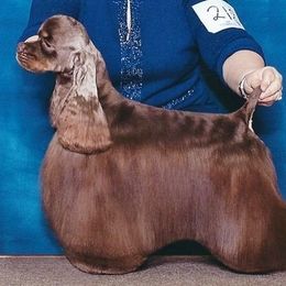 Striker - Cocker Spaniel