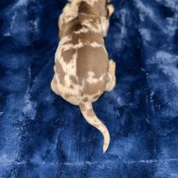Dachshund Puppies from The Hunters Doxie Den