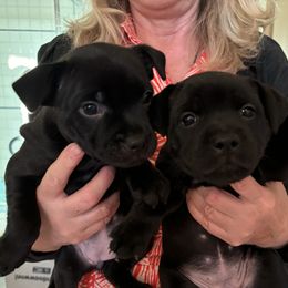 Girl 2 - female Staffordshire Bull Terrier puppy in Sanger, California from Nightguards