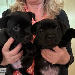 Girl 2 - female Staffordshire Bull Terrier puppy in Sanger, California from Nightguards