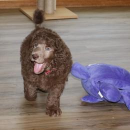 Poodle Puppies from RK'S Pets