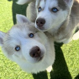Siberian Husky Puppies from Young Orchard Siberians