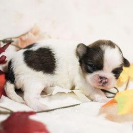 AKC-FCI Tirimisu - Red and white male Shih Tzu puppy in Rome, Georgia from Autumn Breeze Shih Tzus and Friends