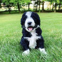 Bordoodle Puppies from Borders of Eby Eden