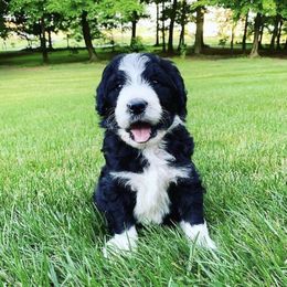 Bordoodle Puppies from Borders of Eby Eden