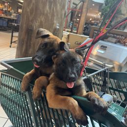 Belgian Malinois Puppies from Fromage Malinois