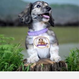 Dachshund Puppies from DTR