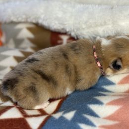 Red and Black collar - Red merle and white male American Corgi puppy in Glenwood, Minnesota from Crystal Blue Corgi