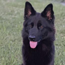 German Shepherds from Chestuee German Shepherd