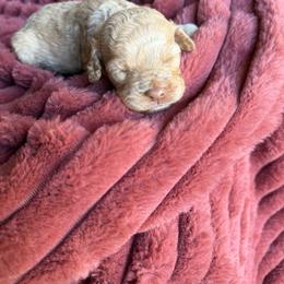 Boy 1 - Cream male Cockapoo puppy in Danielsville, Georgia from Meg's Doodles and Poodles