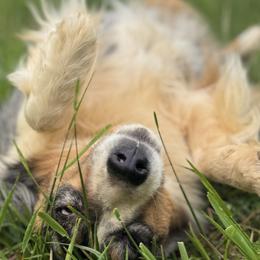 Miniature Australian Shepherds from Apple Tree Mini Aussies