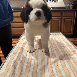 Girl 1 - White and brown female Saint Bernard puppy in Clearfield County, Pennsylvania from Keystone Saints