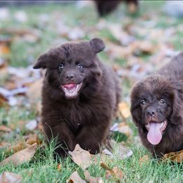Newfoundland puppies from Bourbon Water Newfoundlands