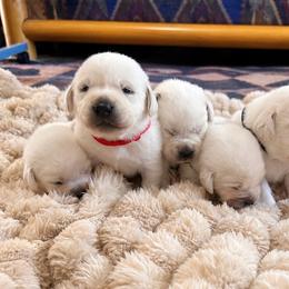 Boy 2 - Yellow male Labrador Retriever puppy in Nampa, Idaho from Gem State English Labrador Retrievers