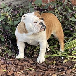 Rome - Bulldog