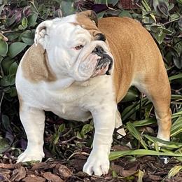 Rome - Bulldog