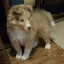 Bulldog and Shetland Sheepdog Puppies from Smooch-A-Bulls English Bulldogs & M&M Shelties