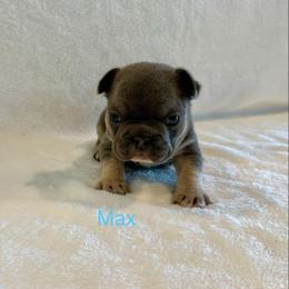 Max - Blue fawn male French Bulldog puppy in San Antonio, Texas from Chary's Elite Frenchies