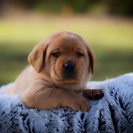 Fox Red Baby Boy Black Collar - Yellow male Labrador Retriever puppy in Ulman, Missouri from Landon J Farms Labrador Retrievers