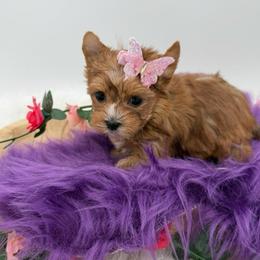 Vixen - Sable female Yorkshire Terrier puppy in Benton, Illinois from Furry Tailz Yorkies