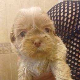Girl 1 - Cream and white female Shih Tzu puppy in Azusa, California from RJ Shih Tzu lover