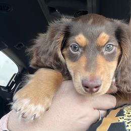 Cedar  AKC   PRA CLEAR - Chocolate and tan male Dachshund puppy in Miami, Florida from Maitime Dachshund