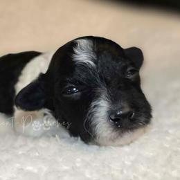 Ares - Parti male Yorkipoo puppy in Coolidge, Arizona from Effervescent-Pooches