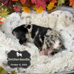 Snickerdoodle - Blue merle male Australian Shepherd puppy in El Dorado Springs, Missouri from OR Aussies