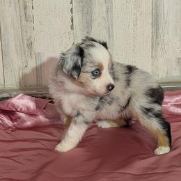 Noel - Blue merle female Miniature Australian Shepherd puppy in Lufkin, Texas from Texas Lil Cowdogs