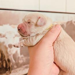 Marshmallow - Light golden female Golden Retriever puppy in Mason, Michigan from Sweet Breeze Acres