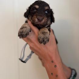 Girls - Phantom female Poodle puppy in Ponce De Leon, Florida from Above the Standard Dogs