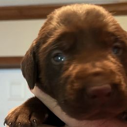 Boy 2 - Chocolate Labrador Retriever puppy in Troup, Texas from Cornerstone kennels