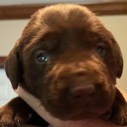 Boy 2 - Chocolate Labrador Retriever puppy in Troup, Texas from Cornerstone kennels