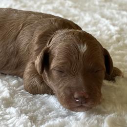 Riley - Red  male Goldendoodle puppy in Somerset, Ohio from Odyssey Pups
