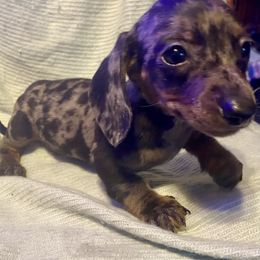 Theodore - Dapple male Dachshund puppy in Pennsville, New Jersey from Bay Acres Dachshunds