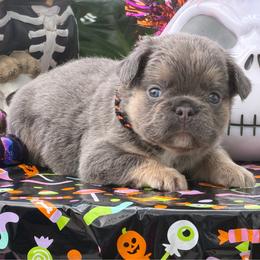 Danny - Tricolors male French Bulldog puppy in Palm Coast, Florida from Calypso Island French Bulldogs