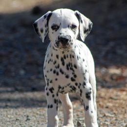 Boy 2 - White and black male Dalmatian puppy in Lake Mathews, California from Bully Market