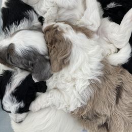 Aussiedoodle Puppies from Ford Canyon Aussidoodles