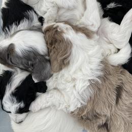 Aussiedoodle Puppies from Ford Canyon Aussidoodles